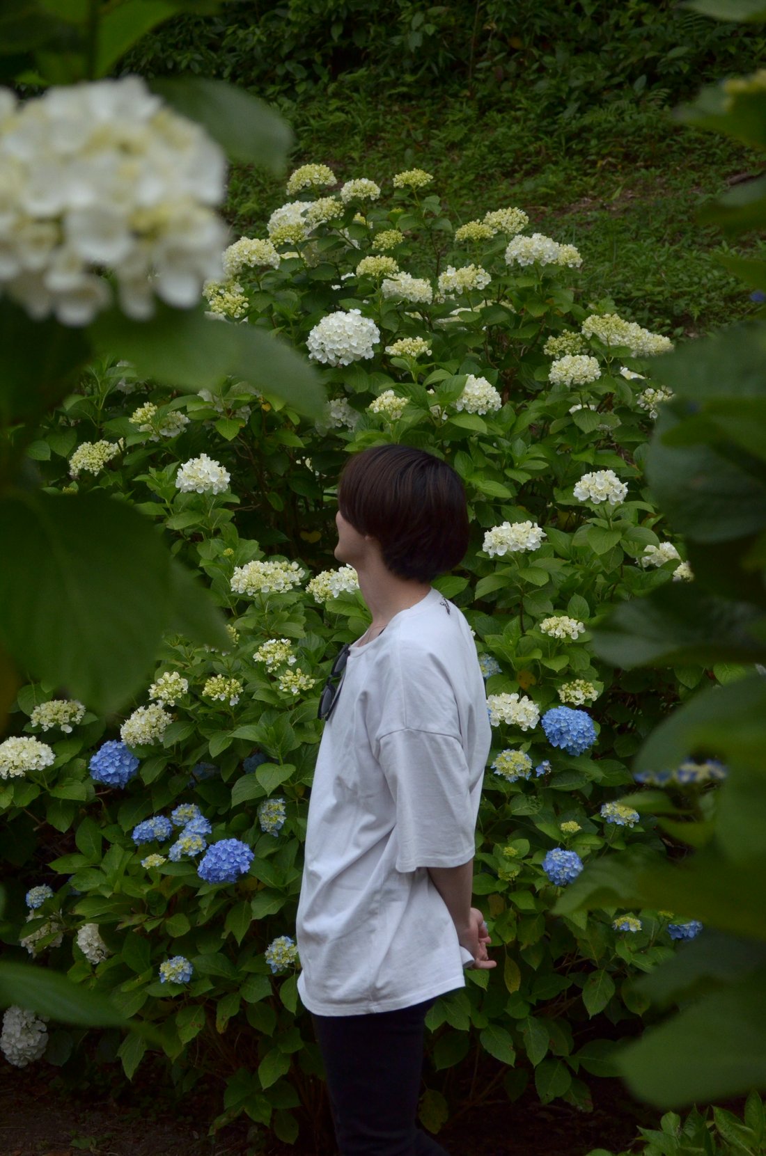 紫陽花の咲く庭に立つ高橋颯真